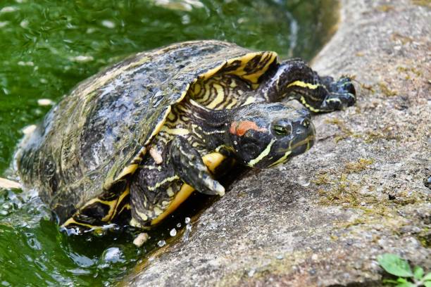 istock Photo Picture of Red Eared Terrapin Turtle Trachemys Scripta Elegans Tortoise 1977321209