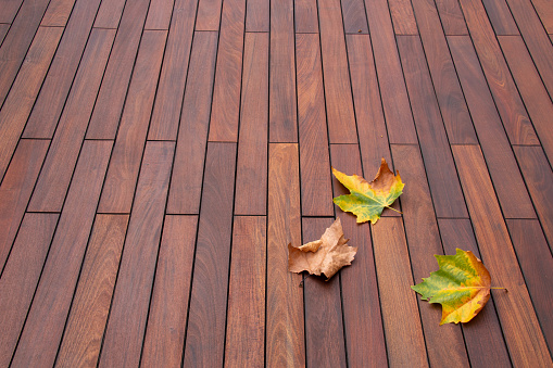 Autumn maple leaves fallen on hardwood deck, wood grain texture background copy space