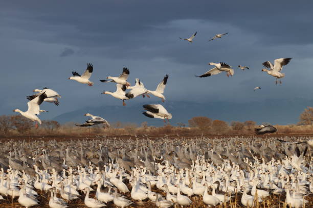 istock Snow geese Bernardo Waterfowl Area  Bosque, New Mexico USA 1977347663
