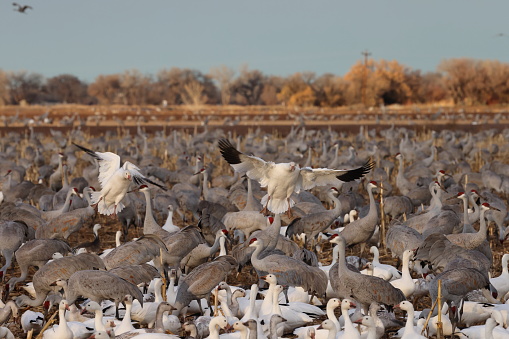 Snow geese Bernardo Waterfowl Area  Bosque, New Mexico USA