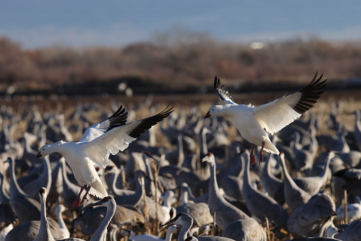 Snow geese Bernardo Waterfowl Area  Bosque, New Mexico USA