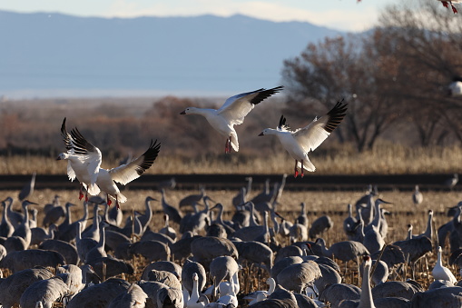 Snow geese Bernardo Waterfowl Area  Bosque, New Mexico USA