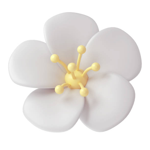 istock 3d White spring cherry blossom flower on background. Including petals, and bud. Graphic cute element design for web, greeting card 1977379910
