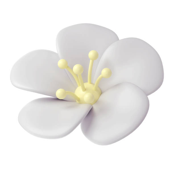 istock 3d White spring cherry blossom flower on background. Including petals, and bud. Graphic cute element design for web, greeting card 1977380452