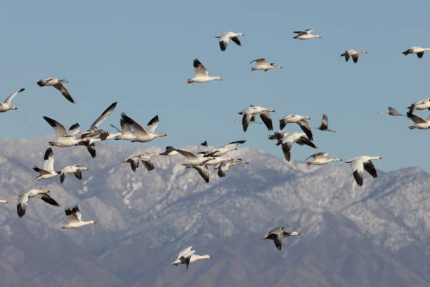 istock Snow geese Bernardo Waterfowl Area  Bosque, New Mexico USA 1977386830