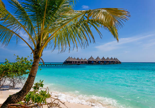 istock Palm tree in front of over water bungalows 1977393919