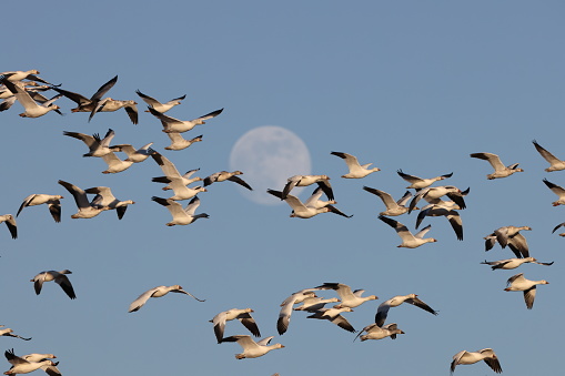 Snow geese and full moon  Bernardo Waterfowl Area  Bosque, New Mexico USA