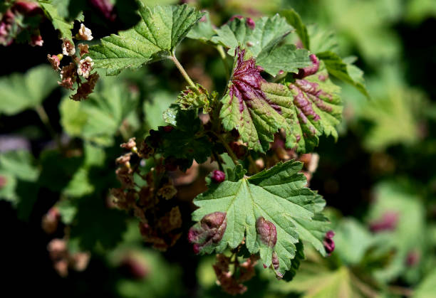 Leaf of red currant bush infected with pests - gallic aphid (Capitophorus ribis, Aphidoidea). Aphids absorb the sap of the plant, the leaves deform, reddish-brown spots form on the leaves. Plant pests hoja de arbusto de grosella roja infectada con plagas: pulgón gálico (capitophorus ribis, aphidoidea). los pulgones absorben la savia de la planta, las hojas se deforman, se forman manchas de color marrón rojizo en las hojas. plagas de plantas
