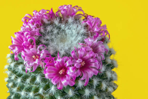 istock Blooming cactus flower on a yellow background 1977400903