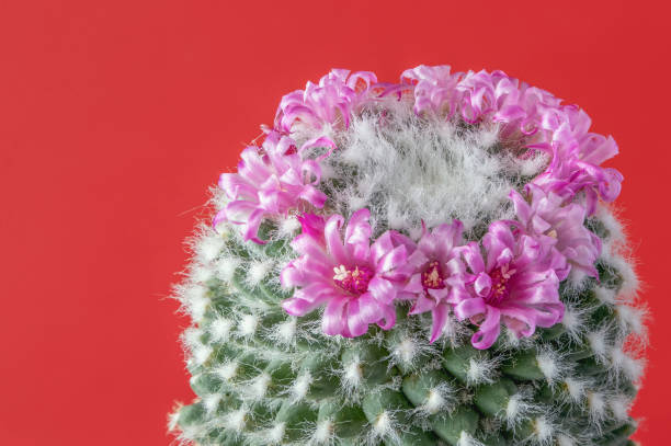 istock Blooming cactus flower on a red background 1977400918