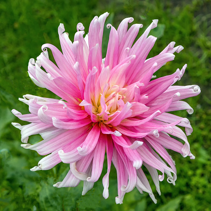 Flowers dahlia pink flower in autumn with a meadow background