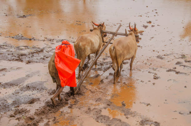 Farmer ploughing in the field at Pune, Maharashtra, India, Asia.