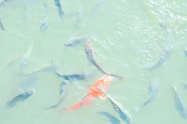 Nile Tilapia
, Oreochromis niloticus ,Linnaeus and carp in the pond