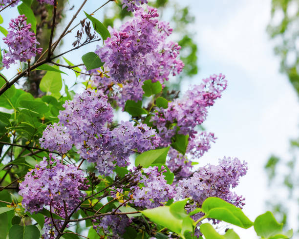 istock purple lilac twig in blossom 1977423999