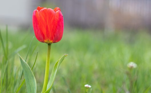 Close-up tulip flower