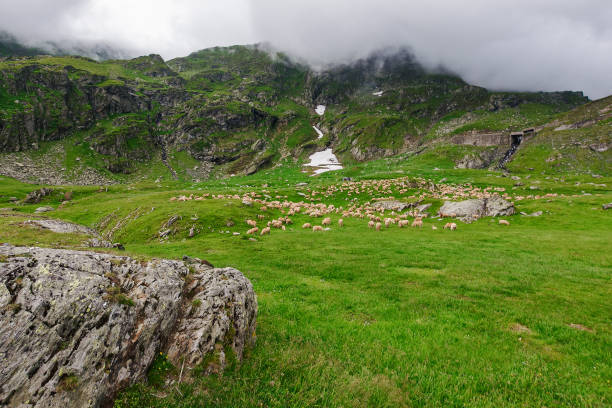 sheep herd on the grassy alpine meadow with rocks and boulders. cloudy weather in summer. fagaras mountains, romania