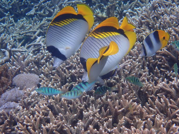 istock Fish in Lembongan island 1977426364