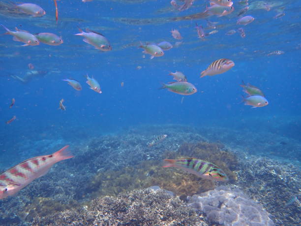 istock Fish in Lembongan island 1977426368