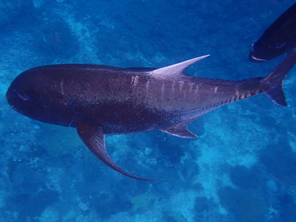 istock Fish in Lembongan island 1977427479