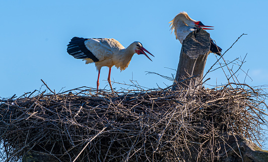 Two  storks in the nest,Algarve,Portugal