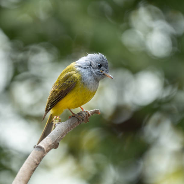 istock Canary-flycatcher bird perched on a branch 1977430174