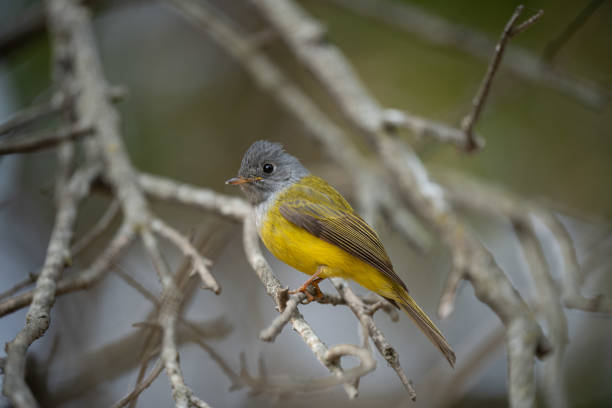 istock Canary-flycatcher bird perched on a branch 1977430180