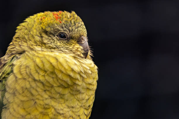 A closeup shot of an austral parakeet against a dark backdrop