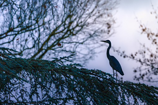 A blue heron perched on a tree branch
