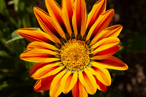 Zinnia in macro