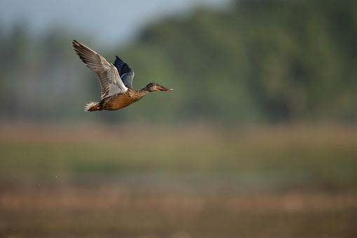 Northern Pintail Duck Flying