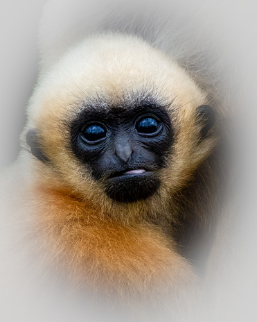 A closeup shot of a baby gibbon with captivating dark eyes looking at the camera