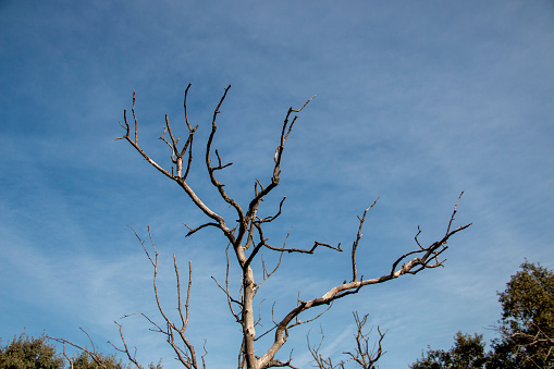 Dry or leafless trees due to drought or winter where you can see their decrepit branches or trunks