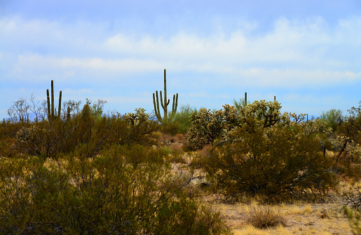 Desert landscape in Saguaro National Park in Arizona, USA.