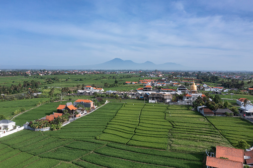 Aerial landscape of the rice plantation of Seseh village located near Canggu in Bali Indonesia.