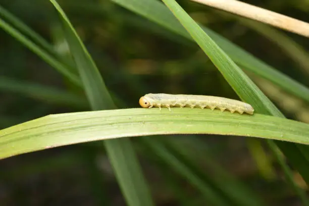 Sawfly, Caterpillar, animalia. High quality photo