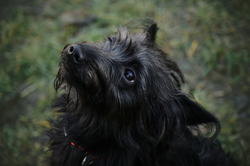 A cute black shaggy bearded mongrel puppy sits and poses in a spring park, close up top view portrait. Sad dog is resting in a green clearing
