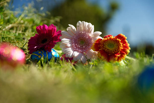 Easter chocolate with soft toy and flower. In the grass, nature. Traditional Easter Festival