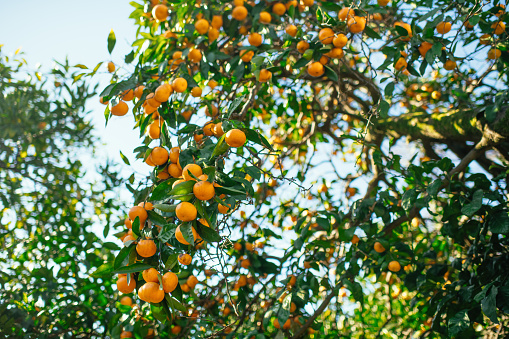 Fresh, ripe, juicy and tasty  tangerines on the trees ready to be harvested.