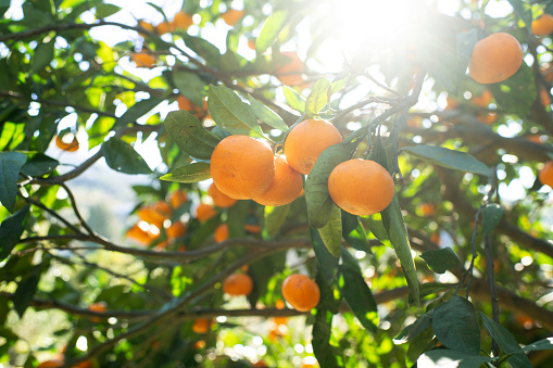 Tangerine garden in a sunny day with trees full of ripe fresh tangerines