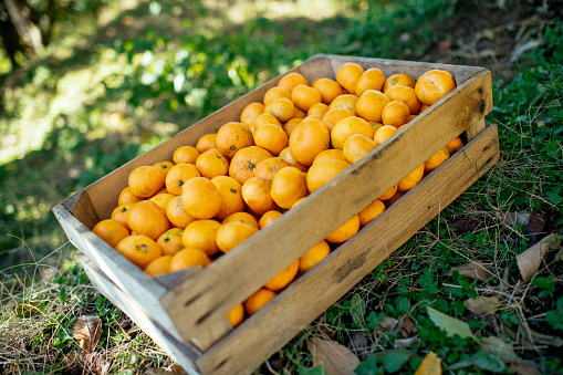 Wooden box with tangerines in a garden