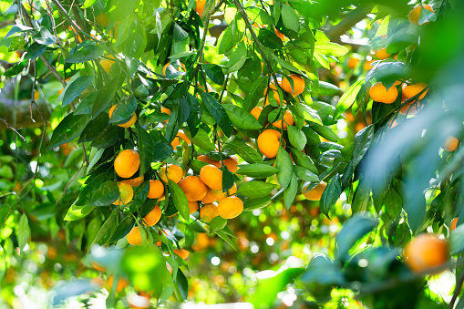 Tangerine garden in a sunny day with trees full of ripe fresh tangerines
