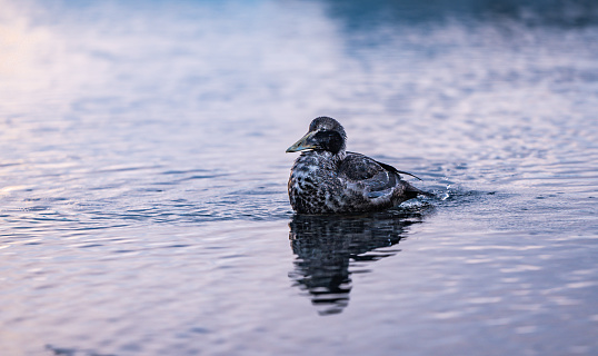 A lone duck peacefully floats on the water while a person observes nearby