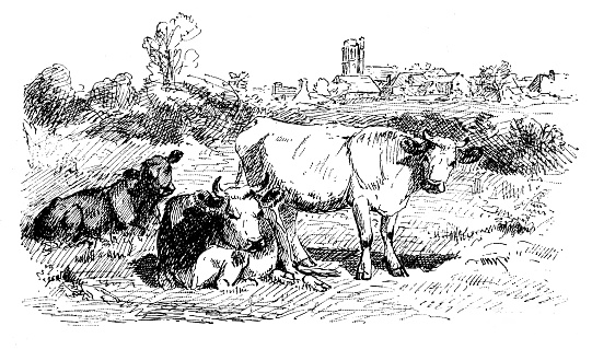 Cows on meadow