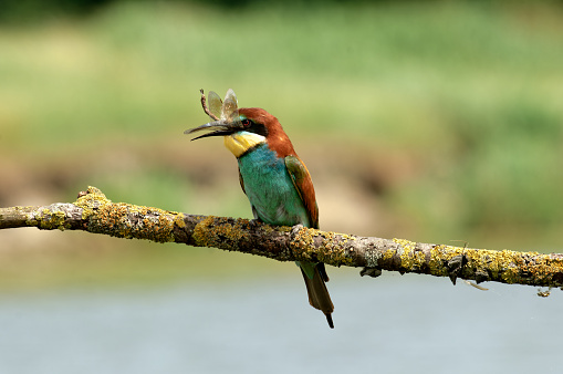 bee-eater eating a dragonfly