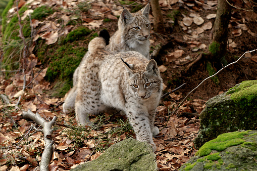 Lynx in the woods