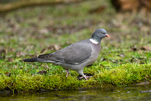 Wood pigeon on the banks of a stream