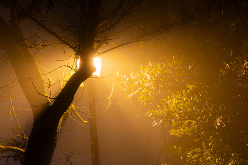 Beautiful light effect on a tree in a foggy night