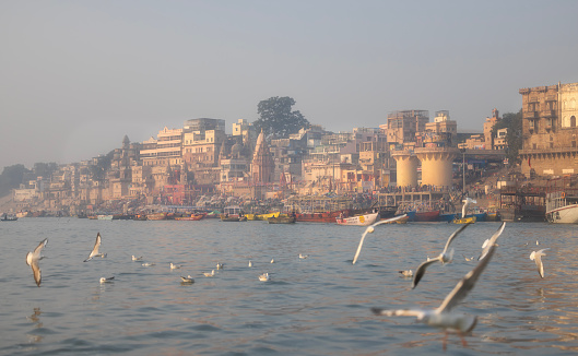 The river Ganges at Varanasi in the morning sunrise while flock of seagulls are flying ,The river Ganges is famous of people Indian hindu religion arrive at their ghats to bath and pray at river Ganges.