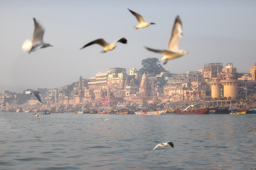 The river Ganges at Varanasi in the morning sunrise while flock of seagulls are flying ,The river Ganges is famous of people Indian hindu religion arrive at their ghats to bath and pray at river Ganges.