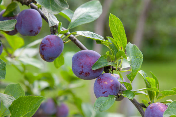 istock Plum tree branch with ripe juicy fruits on sunset light. 1977522831